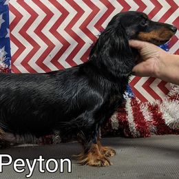 Peyton - Dachshund