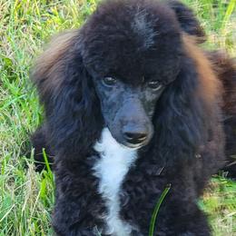 Jasper - Poodle