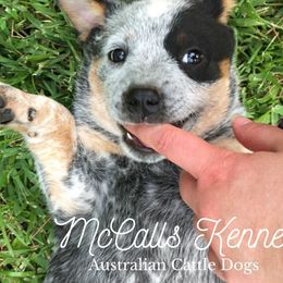 Australian Cattle Dogs from McCall's AKC Mississippi Blue Heelers