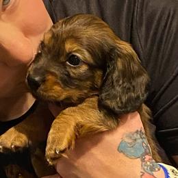 FiFi AKC full rights - Piebald female Dachshund puppy in Elizabethtown, Kentucky from Teeny Tiny Puppy Tails