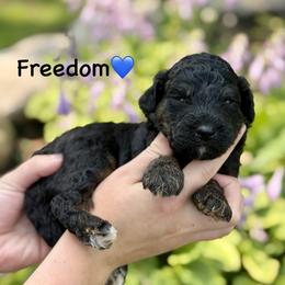 Freedom - Black phantom male Aussiedoodle puppy in Lancaster, Minnesota from Finney Ranch