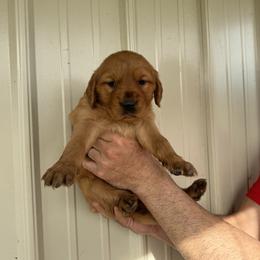 Girl 2 - Dark golden female Golden Retriever puppy in Arnaudville, Louisiana from Taylor Made Retrievers