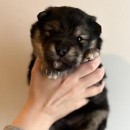 Finnish Lapphund Puppies from Moonshot Finnish Lapphunds
