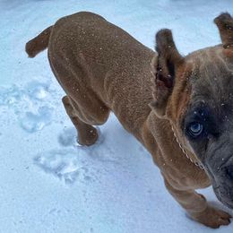 Cane Corso and Dogues de Bordeaux from Wrinkled Bliss Kennels