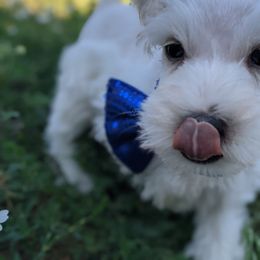 Aussiedoodle and Miniature Schnauzer Puppies from Cedar Creek Ranch