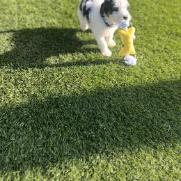Bernedoodle Puppies from SoCal Bernedoodles