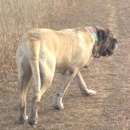 French Bulldogs and Mastiffs from Liberty Mountain