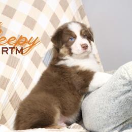 Sleepy - Red tri-color male Australian Shepherd puppy in Keytesville, Missouri from Dogwood Lane Canine