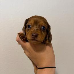 (2) Shaded Red Dapple Longhair Male - Dapple male Dachshund puppy in El Paso, Texas from Micah's Minis