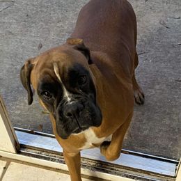 Okoya - Boxer