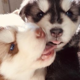 Siberian Huskies from Snow Drift Kennels