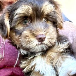 Oliver - Chocolate male Havanese puppy in Mustang, Oklahoma from Rose Hill Havanese