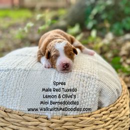 Spree - Red male Bernedoodle puppy in Orange, Texas from Walk with Me Doodles