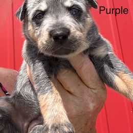 Female 2 - Blue mottled Australian Cattle Dog puppy in Morton, Mississippi from Heart K Kennels