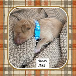 Maverick - Apricot male Goldendoodle puppy in Richmond, Virginia from Highland Grove Doodles, LLC