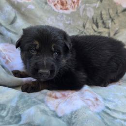Black and tan male BENJAMIN - Black and tan male German Shepherd puppy in Buckfield, Maine from Levesques German Shepherds