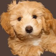 Cavachons from Chasing the Texas Skye