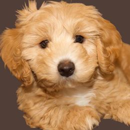 Cavachons from Chasing the Texas Skye