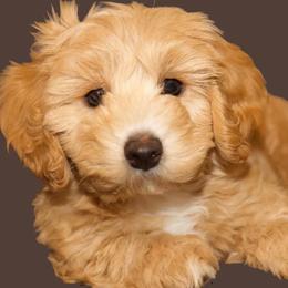 Cavachons from Chasing the Texas Skye