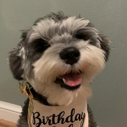 Sally - Miniature Schnauzer