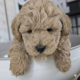 Klaus (Male) - Apricot male Havapoo puppy in Burlington, Iowa from River View Puppies