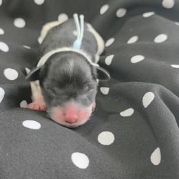 Dipstick - Parti male Miniature Schnauzer puppy in Clifton, Colorado from Western Slope Labradoodles and Mini Schnauzers