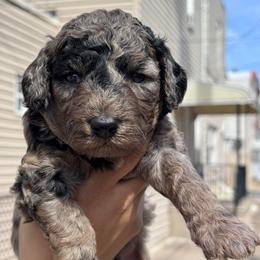Diorite - Merle male Goldendoodle puppy in Philadelphia, Pennsylvania from Jah’s Retrievers