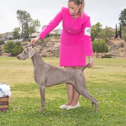 Vidia - Weimaraner