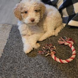 Liesel - Brown and white female Bernedoodle puppy in Columbia, Illinois from Hillcastle Breeders