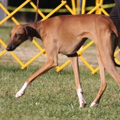 "Kel Simoon Nakawa at 7 months" Azawakh Puppies from Kel Simoon Azawakh