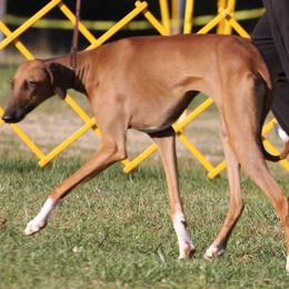 "Kel Simoon Nakawa at 7 months" Azawakh Puppies from Kel Simoon Azawakh