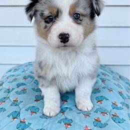 Martini - Blue merle male Australian Shepherd puppy in Kearney, Nebraska from Helix Aussies