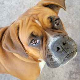 Willow - Boxer