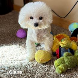 Claire - Bichon Frise
