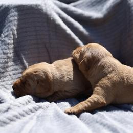 Labrador Retriever Puppies from J and D Retrievers