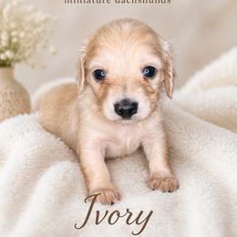 Ivory - Cream female Dachshund puppy in Lexington, Oklahoma from BooneDox Miniature Dachshunds