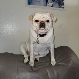 Lily - Pug