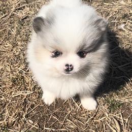 Milano - Blue merle female Pomeranian puppy in Buck Valley, Pennsylvania from Buck Valley Pomeranians