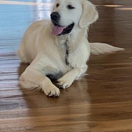 Kalani - Golden Retriever