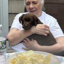 Labrador Retriever Puppies from Rose Gold Retrievers