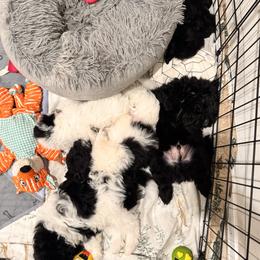 Assorted Doodle Crosses Puppies from Kendra’s Georgia Peach Pomapoos