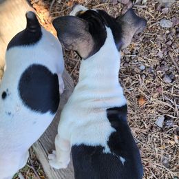 Rat Terrier Puppies from KIMBERLEE NILES