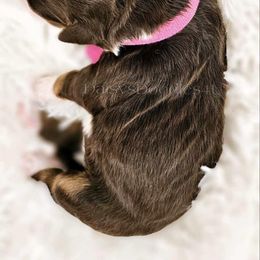 Bernedoodle Puppies from Daisy's Doodles