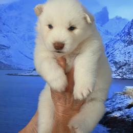 Bella - White female Siberian Husky puppy in Miami, Florida from Blue Moon Huskies
