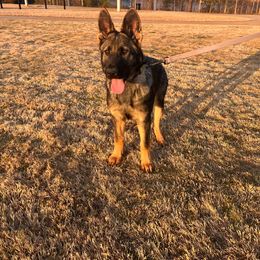 Brown collar - Sable German Shepherd puppy in York, South Carolina from Grassroots German Shepherds