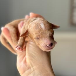 Sprout - Red  male Goldendoodle puppy in Gastonia, North Carolina from Crowders Creek Doodles