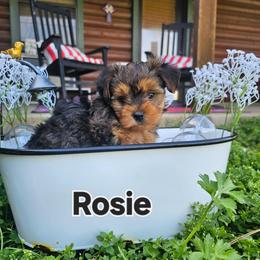 Hope - Black and tan female Morkie puppy in Terrell, Texas from PBJ Farms
