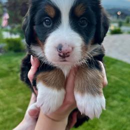Bernese Mountain Dog Puppies from Cocos Puppy Tales