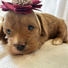 Nani - Red female Cavapoo puppy in Adrian, Oregon from ApplebyFarm