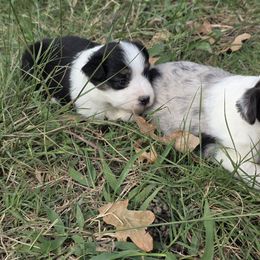 Demi - Tri-f 3 - Black tri female Toy Australian Shepherd puppy in Leonard, Texas from Tin Roof Aussies